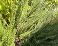 Organic ROSEMARY, 1 pound