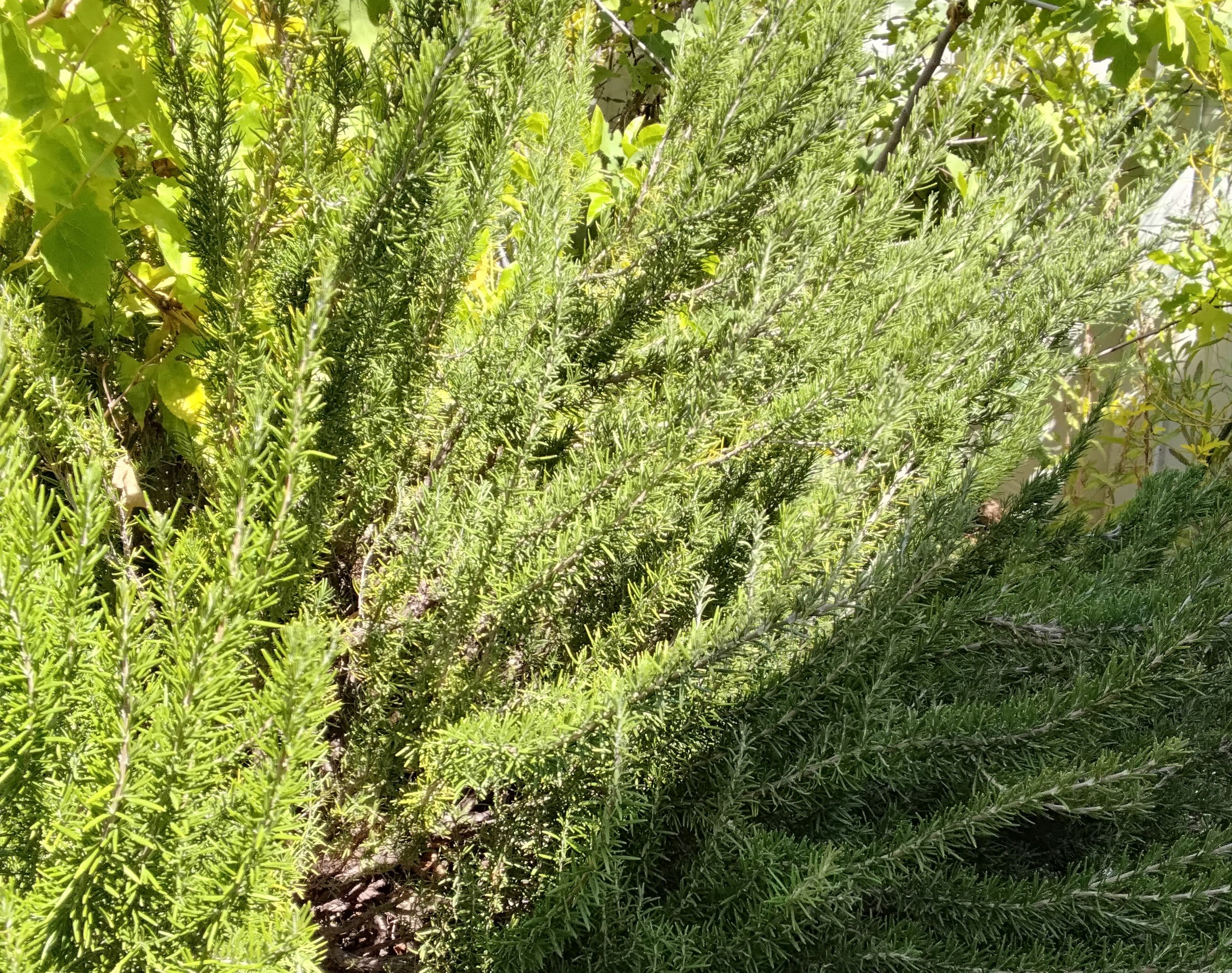 Organic ROSEMARY, 1 pound
