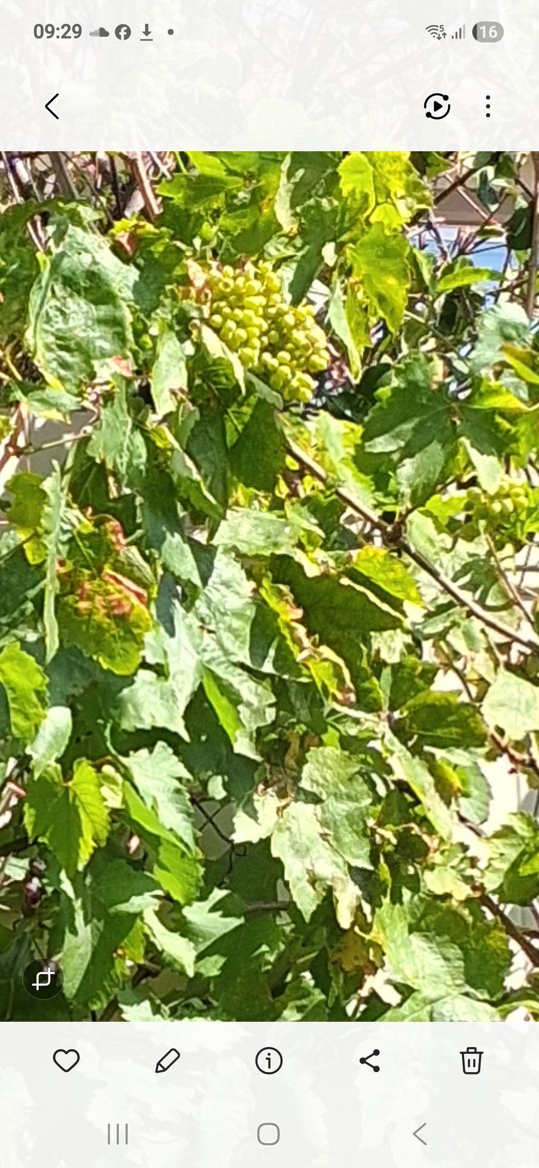 Fresh Grape leaves, 30 leaves