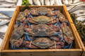 Pre-Book Live Blue Crabs, deliver to your door, 10 pounds, mixed female or males. (Copy)